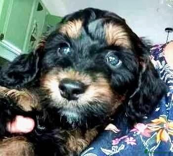 Cockapoo dogs Last Stunning F1 Male Cockapoo Remain Out Of 5. - Advert 2