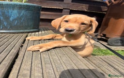 Labrador Retriever dogs for sale: KC registered Labrador retrievers READY TO GO NOW - Image 6