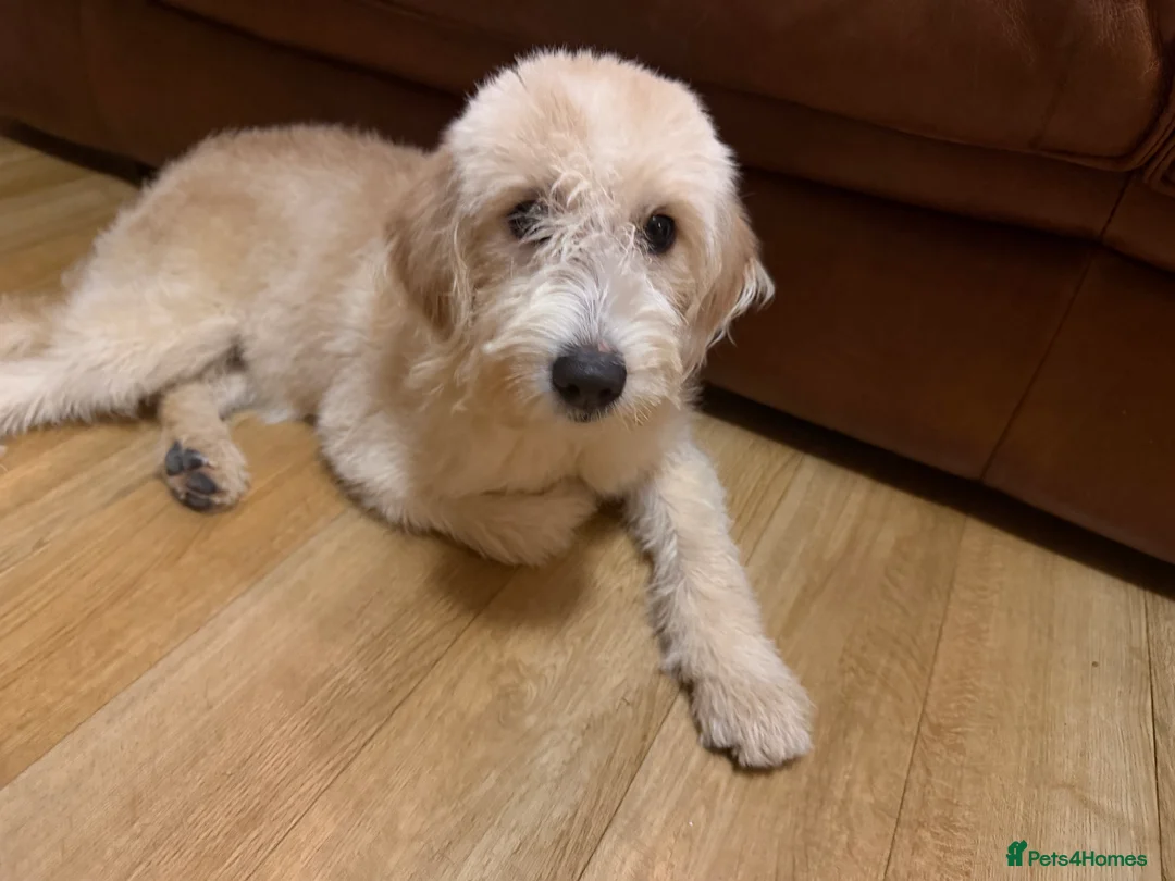 Labradoodle dogs for sale: Labradoodle  - Advert 2