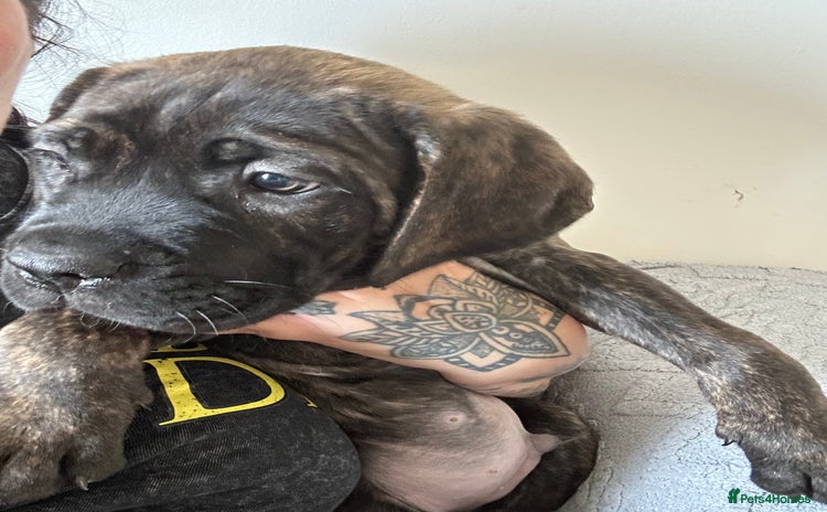 Cane Corso dogs - Advert 4