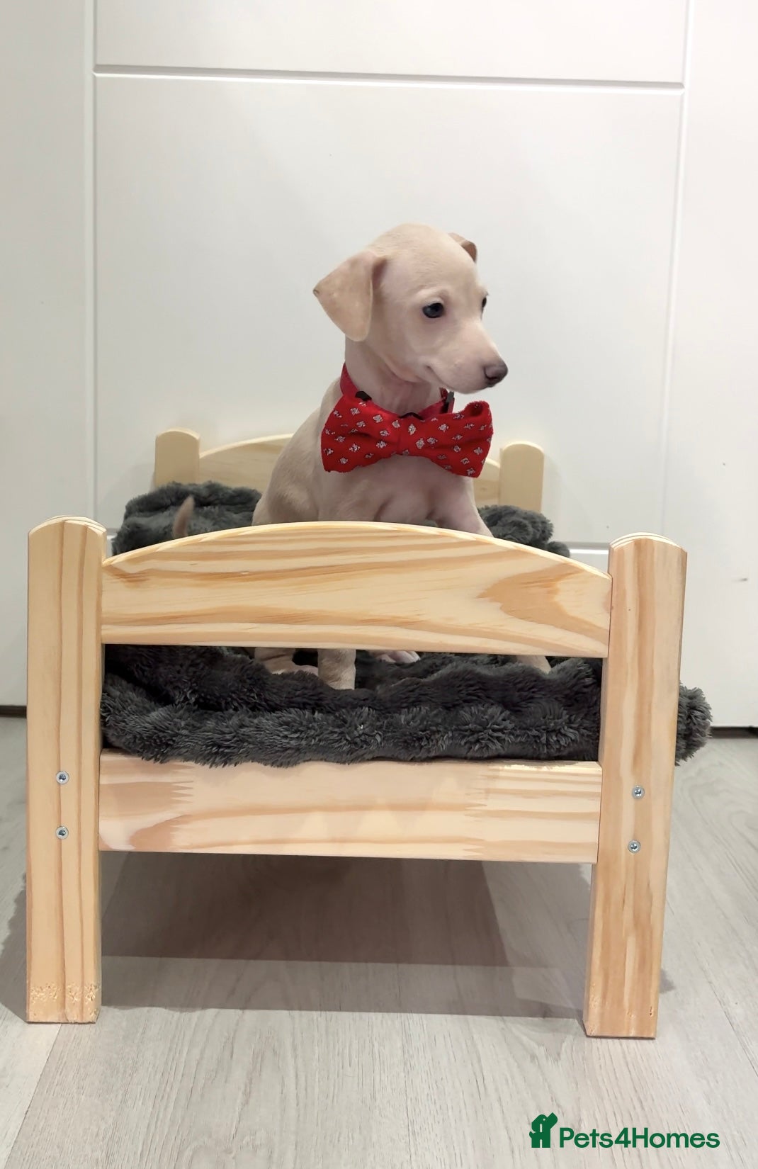 Italian Greyhound dogs Outstanding KC Italian Greyhound Puppies - Advert 11