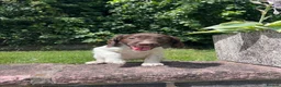English Springer Spaniel dogs for sale: Gorgeous English Springer Spaniels  - Advert 16