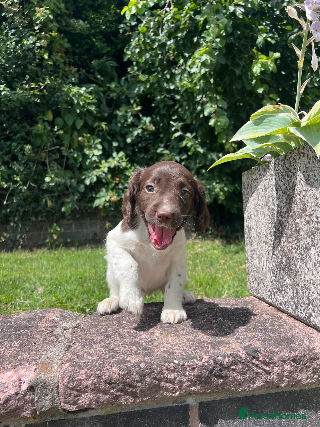 English Springer Spaniel dogs for sale: Gorgeous English Springer Spaniels  - Advert 16
