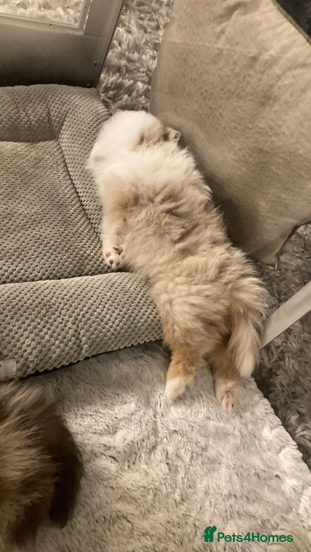 Pomeranian dogs for sale: Stunning litter of 6 Pomeranian Pups - Advert 14