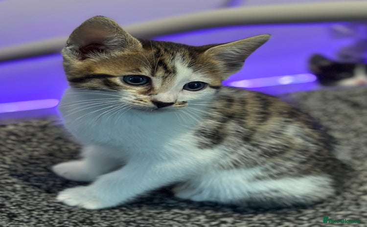 Bengal cats - Advert 5