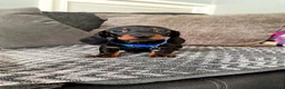 Miniature Dachshund dogs for sale: Stunning kc reg mini smooth pups ready to go  - Advert 10