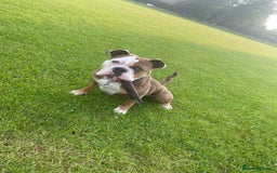 Olde English Bulldogge dogs for sale: Boo the olde English Bulldogge  - Image 4