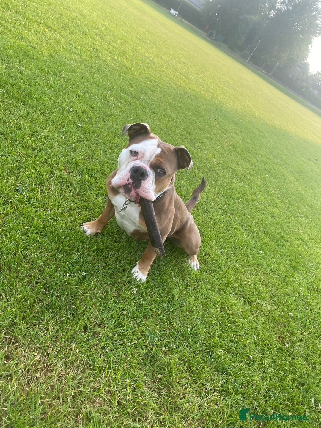 Olde English Bulldogge dogs for sale: Boo the olde English Bulldogge  - Image 4