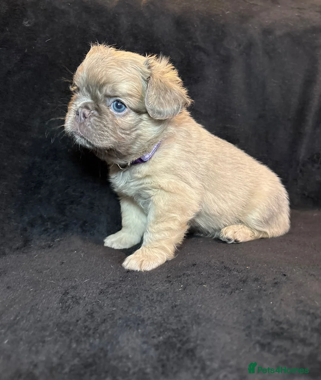 French Bulldog dogs for sale: French Bulldogs - Advert 3