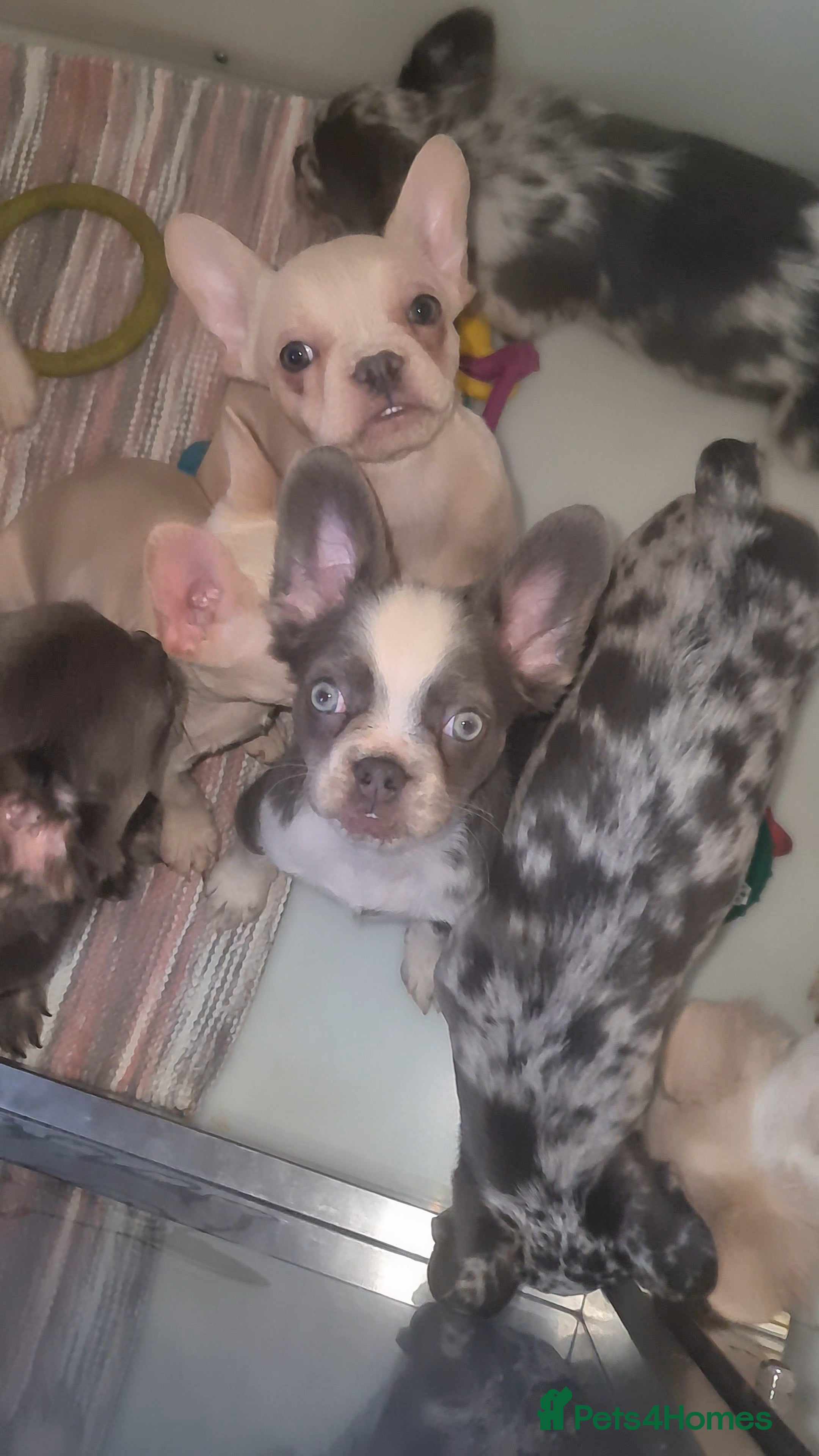 French Bulldog dogs ✨ Enchanted Frenchie Puppies Ready Now! ✨ - Advert 12