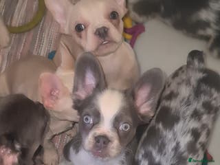 French Bulldog dogs ✨ Enchanted Frenchie Puppies Ready Now! ✨ - Advert 12