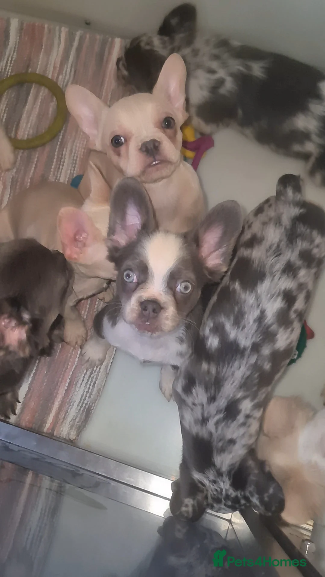 French Bulldog dogs for sale: ✨ Enchanted Frenchie Puppies Ready Now! ✨ - Advert 5