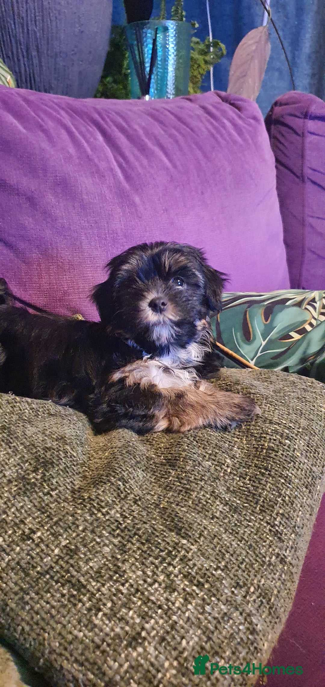 Morkie dogs for sale: ADORABLE MORKI BABIES 🐶 - Advert 2