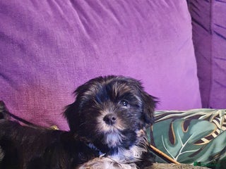 Morkie dogs ADORABLE MORKI BABIES 🐶 - Advert 2