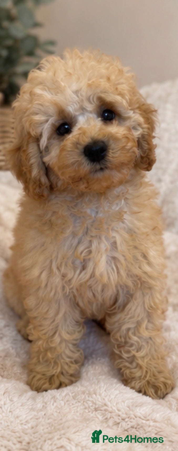 Cavapoo dogs DNA health tested Miniature Cavapoos 🌸  - Advert 1