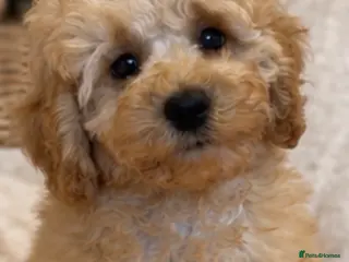 Cavapoo dogs DNA health tested Miniature Cavapoos 🌸 - Advert 1