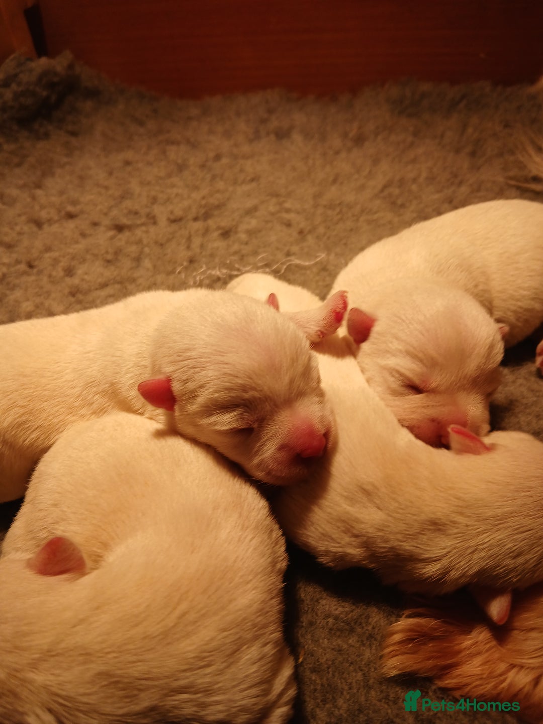 West Highland Terrier dogs for sale: 3 beautiful Westie pups - Advert 4