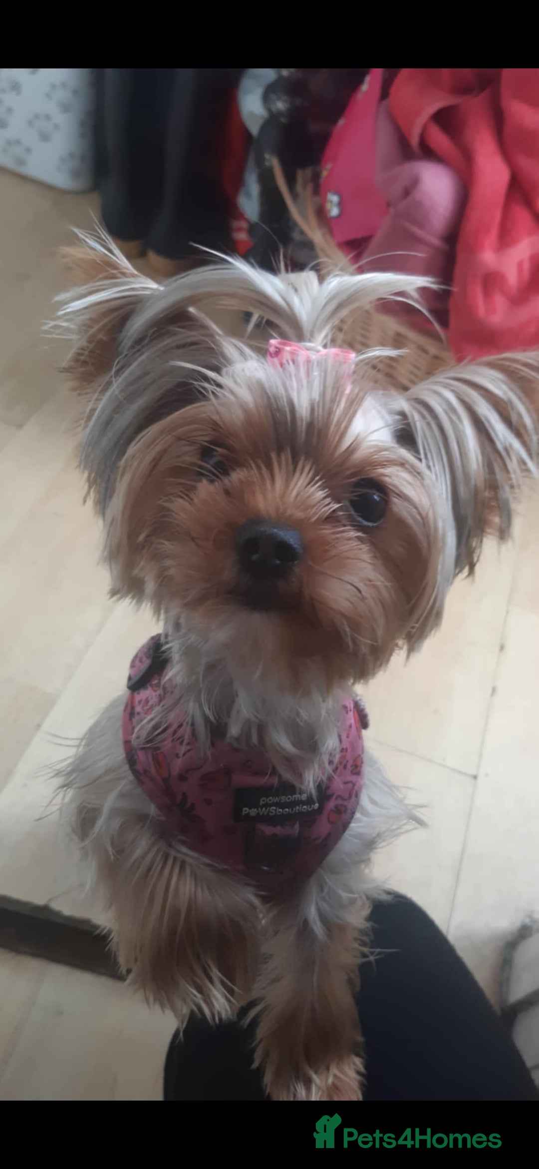 Yorkshire Terrier dogs for sale: The Most beautiful clever girl  - Advert 2