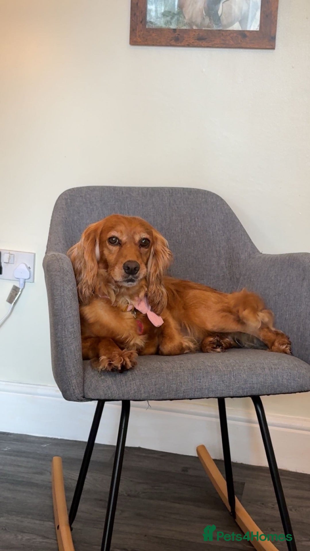 Cocker Spaniel dogs 6 year old cocker spaniel  - Advert 1