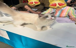 Ragdoll cats for sale: Adorable Ragdoll Kitten Fife Registered Breeder - Image 7
