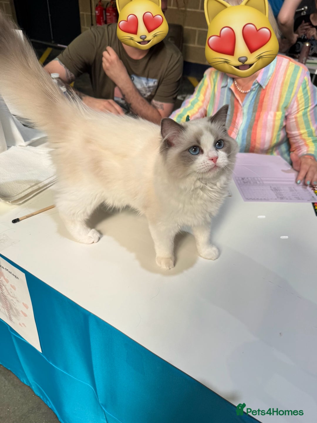 Ragdoll cats for sale: Adorable Ragdoll Kitten Fife Registered Breeder - Image 7