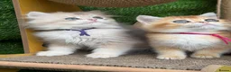 British Shorthair cats for sale: British Sh/Longhair golden kittens GCCF  - Advert 6