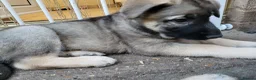 German Shepherd dogs for sale: German Shepherd pups Straight back KC registered - Advert 4