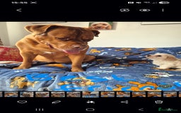 Mixed Breed dogs for sale: F1 Cockapoo and Maltipoo hybrid - Image 15