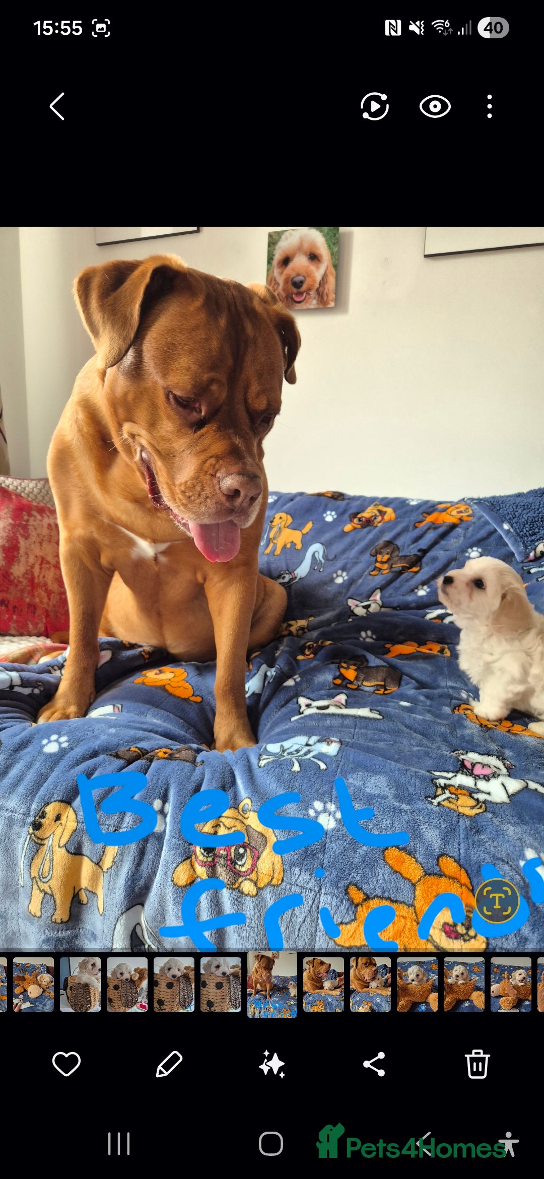 Mixed Breed dogs for sale: F1 Cockapoo and Maltipoo hybrid - Image 15