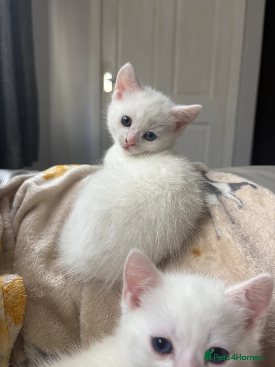 Mixed Breed cats for sale: Kittens - Advert 5