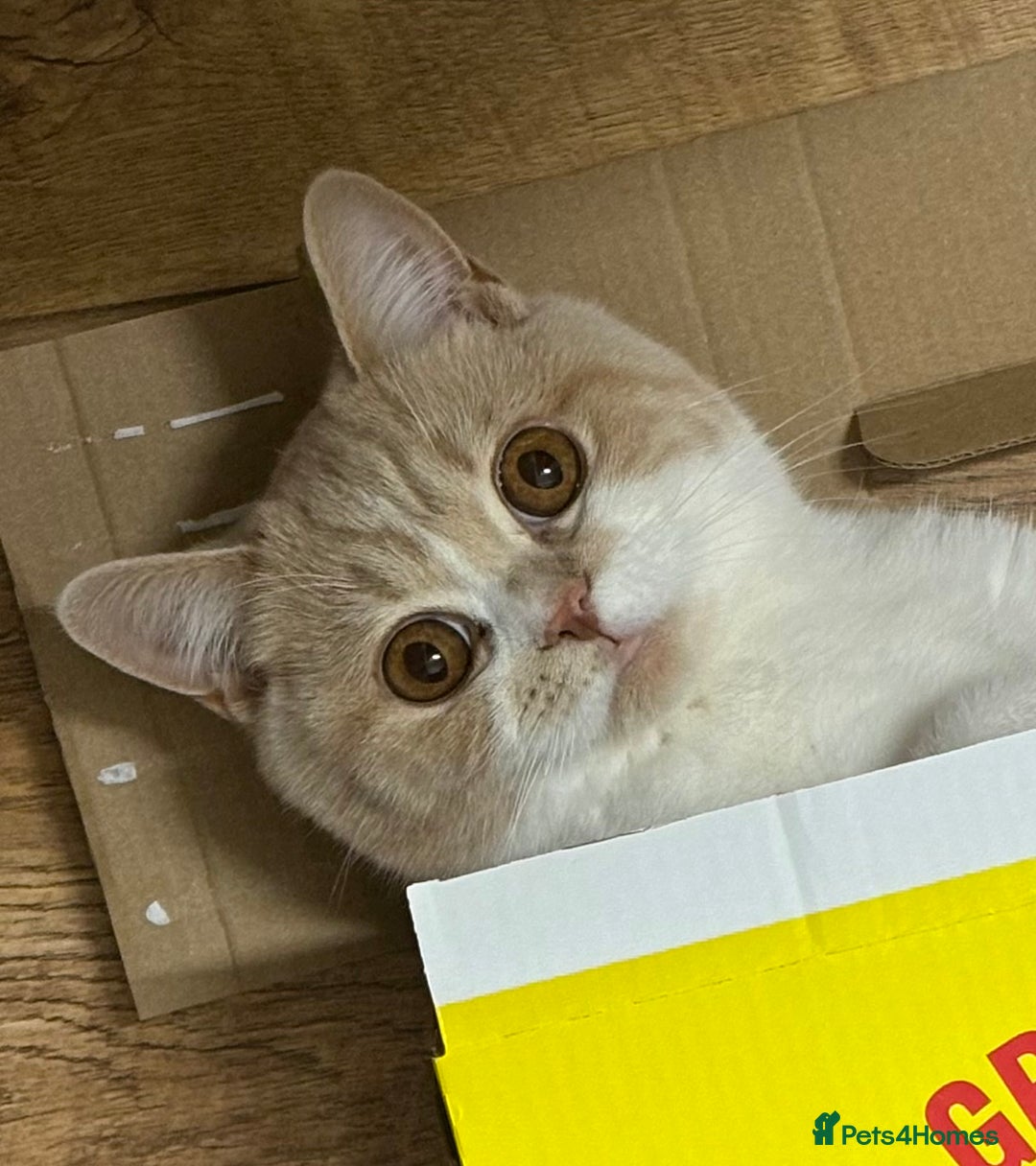 British Shorthair cats for sale: British bicolour shorthaired boy named ‘Biscuit’. - Image 7