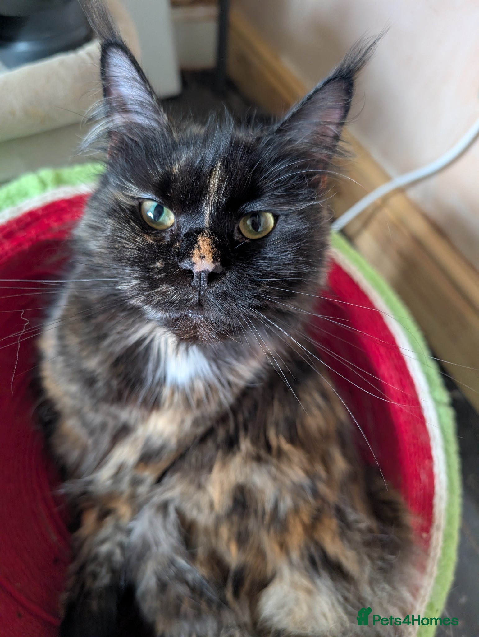 Maine Coon cats for sale: Hope stunning calico girl - Advert 1