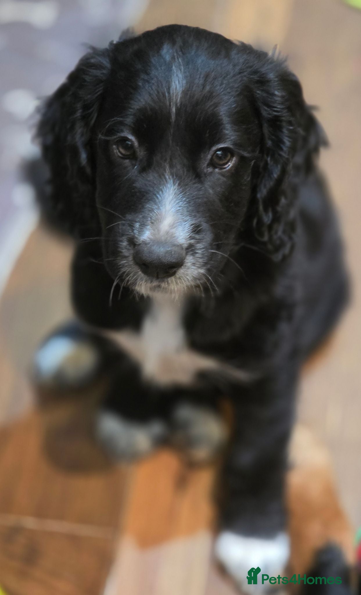 Cocker Spaniel dogs Ready now last boy!! kc reg working cocker spaniel - Advert 11