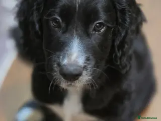 Cocker Spaniel dogs Ready now last boy!! kc reg working cocker spaniel - Advert 11