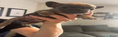 French Bulldog Puppy 1