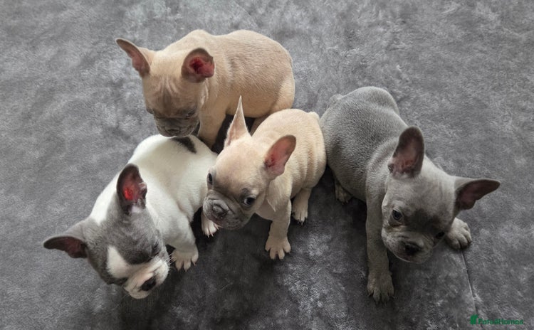 French Bulldog dogs - Advert 10