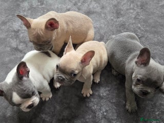 French Bulldog dogs - Advert 5
