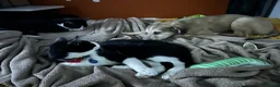 Mixed Breed cats for sale:  **   in Manchester - Advert 10