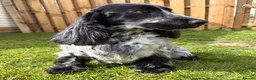 Cocker Spaniel dogs for sale: 2 left available Serbia import lines SHOW cockers  - Advert 18
