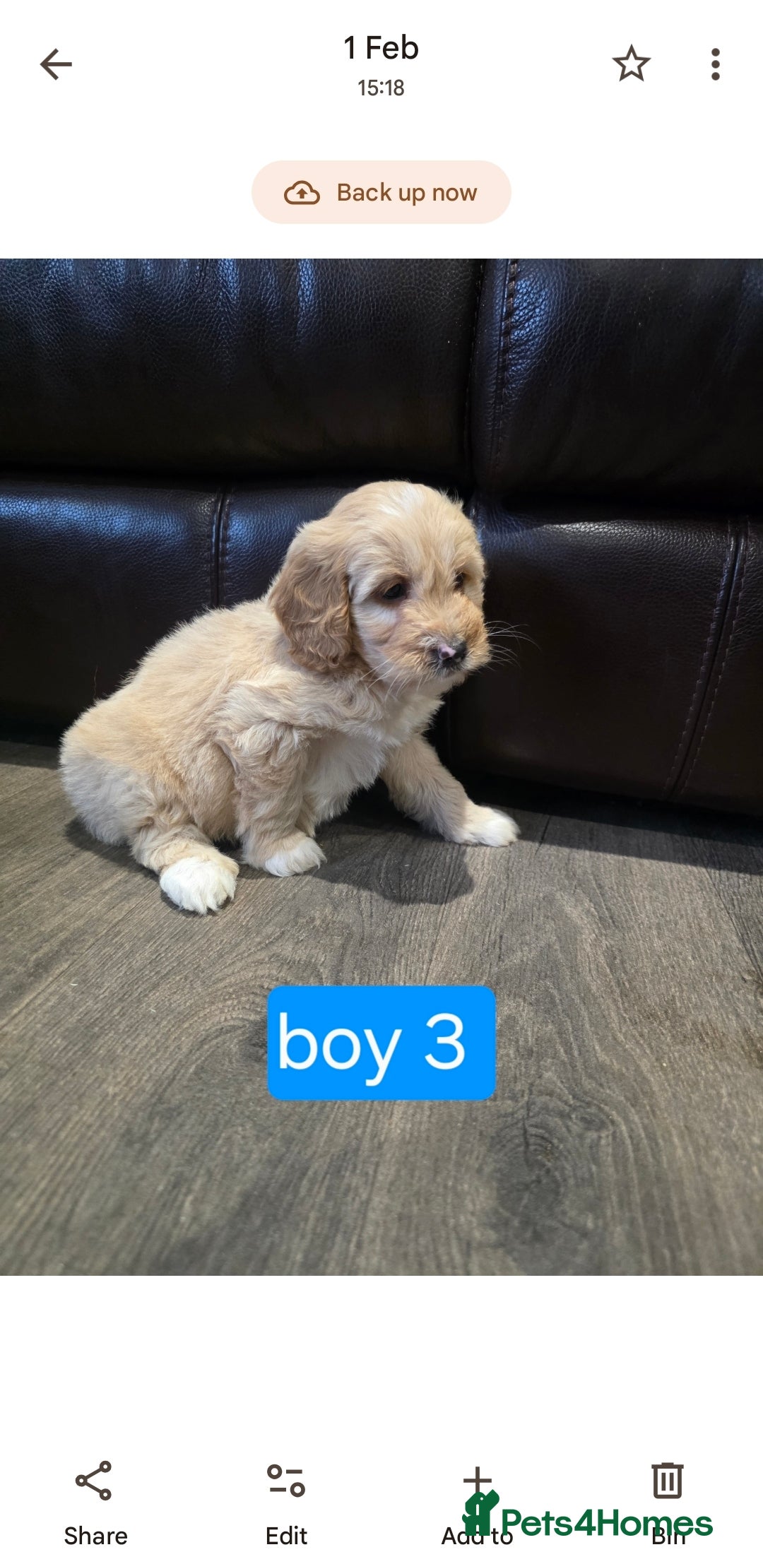 Cockapoo dogs Adorable Cockapoo pups ready to go 🐾 - Advert 3