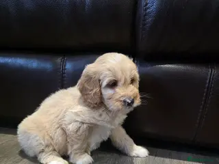 Cockapoo dogs Adorable Cockapoo pups ready to go 🐾 - Advert 3