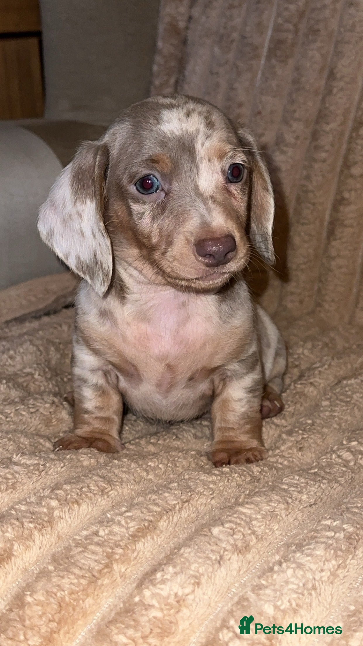 Miniature Dachshund dogs  mini dashaund PUPPYS 😍😍 ready now  - Advert 2