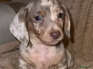 Miniature Dachshund dogs mini dashaund PUPPYS 😍😍 ready now - Advert 2