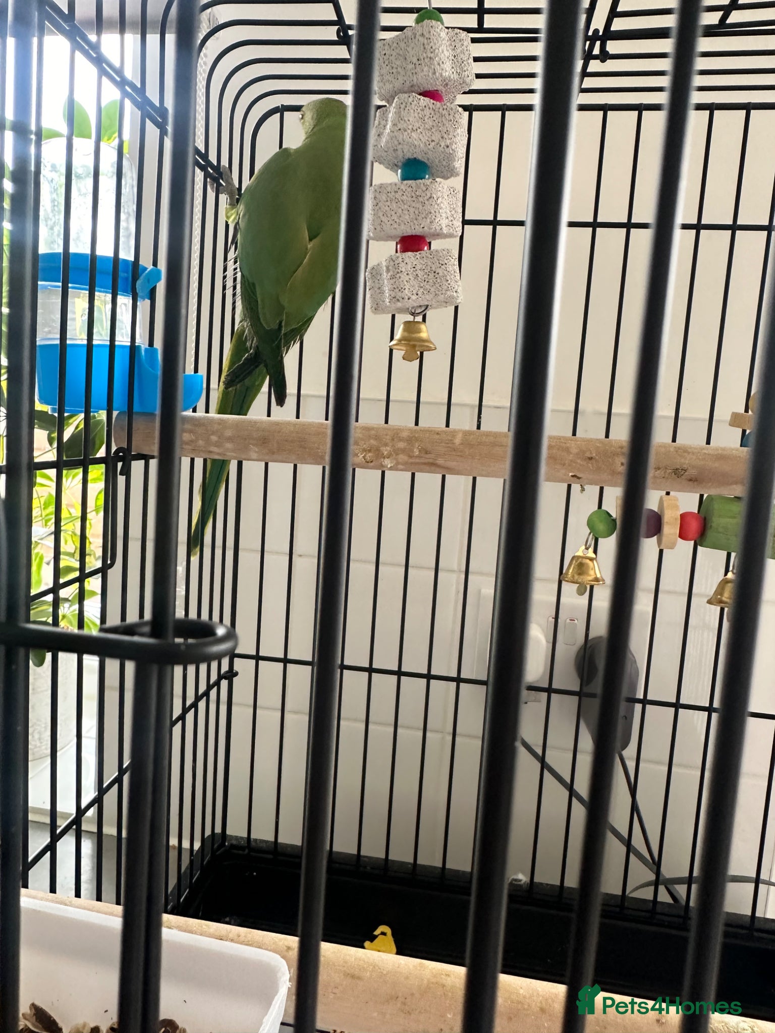 Ringnecks birds Coco  - Advert 2