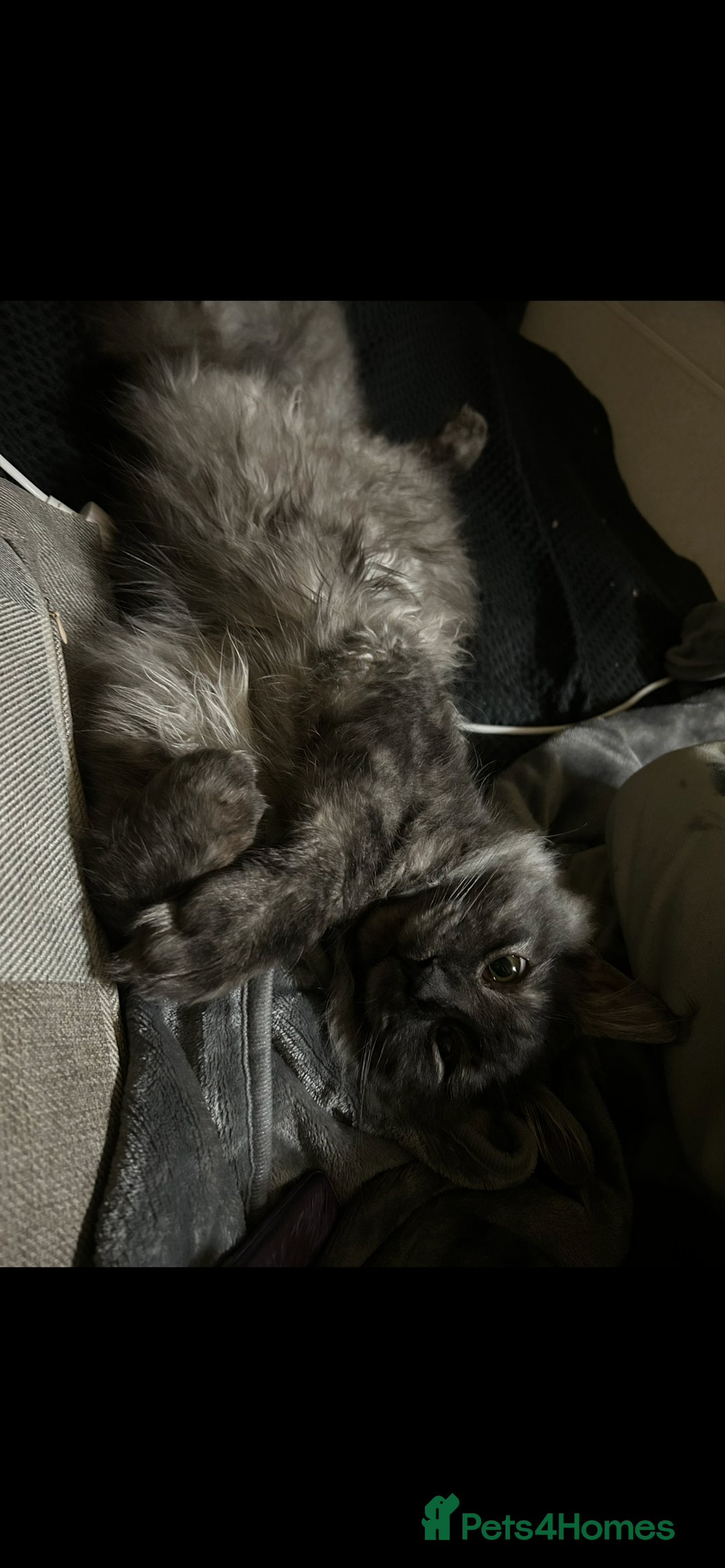 Maine Coon cats for sale: Maine coon  - Image 5