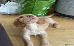 Cocker Spaniel dogs for sale: Cocker spaniel puppy for sale  - Image 4