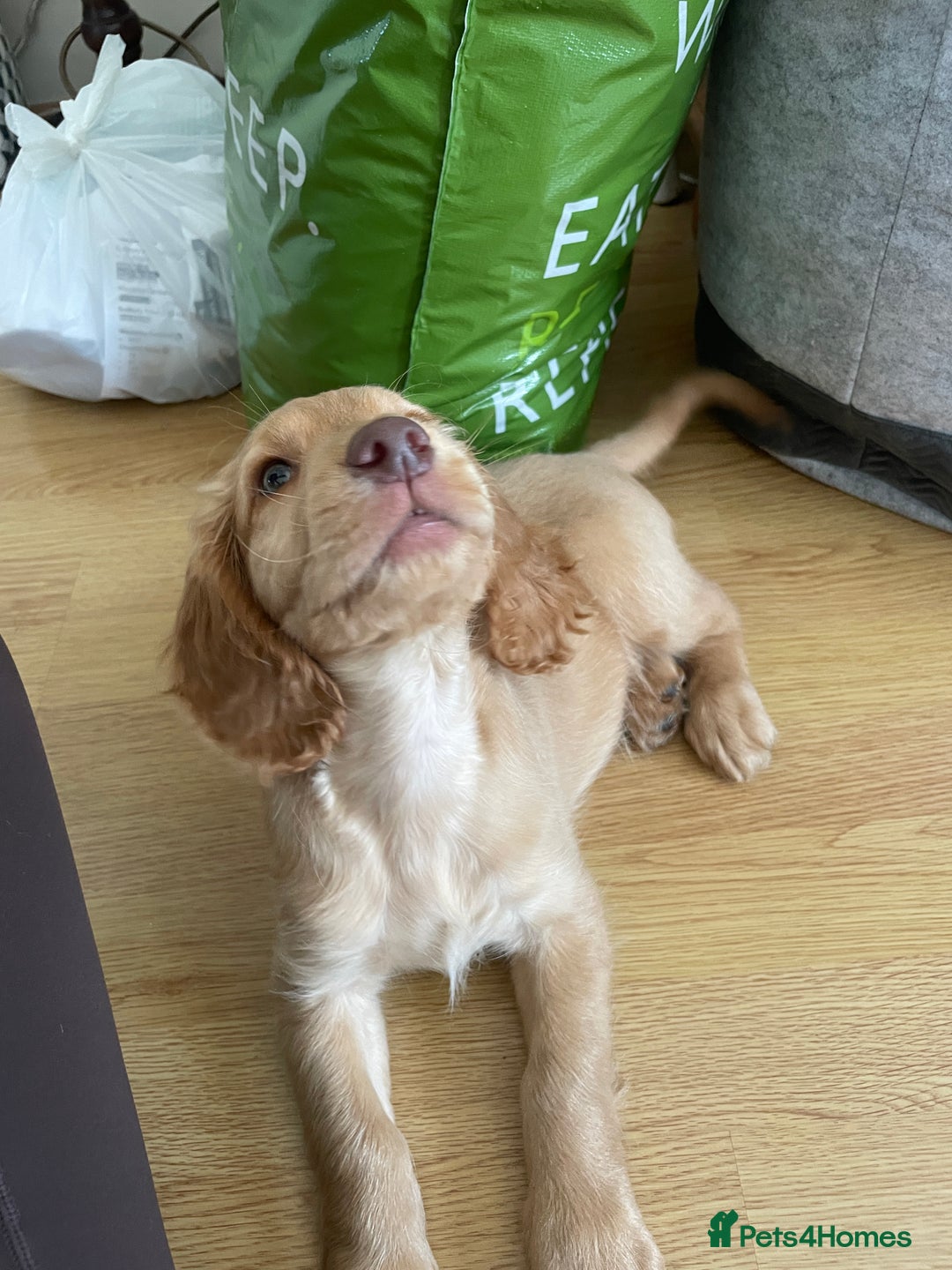 Cocker Spaniel dogs for sale: Cocker spaniel puppy for sale  - Image 4