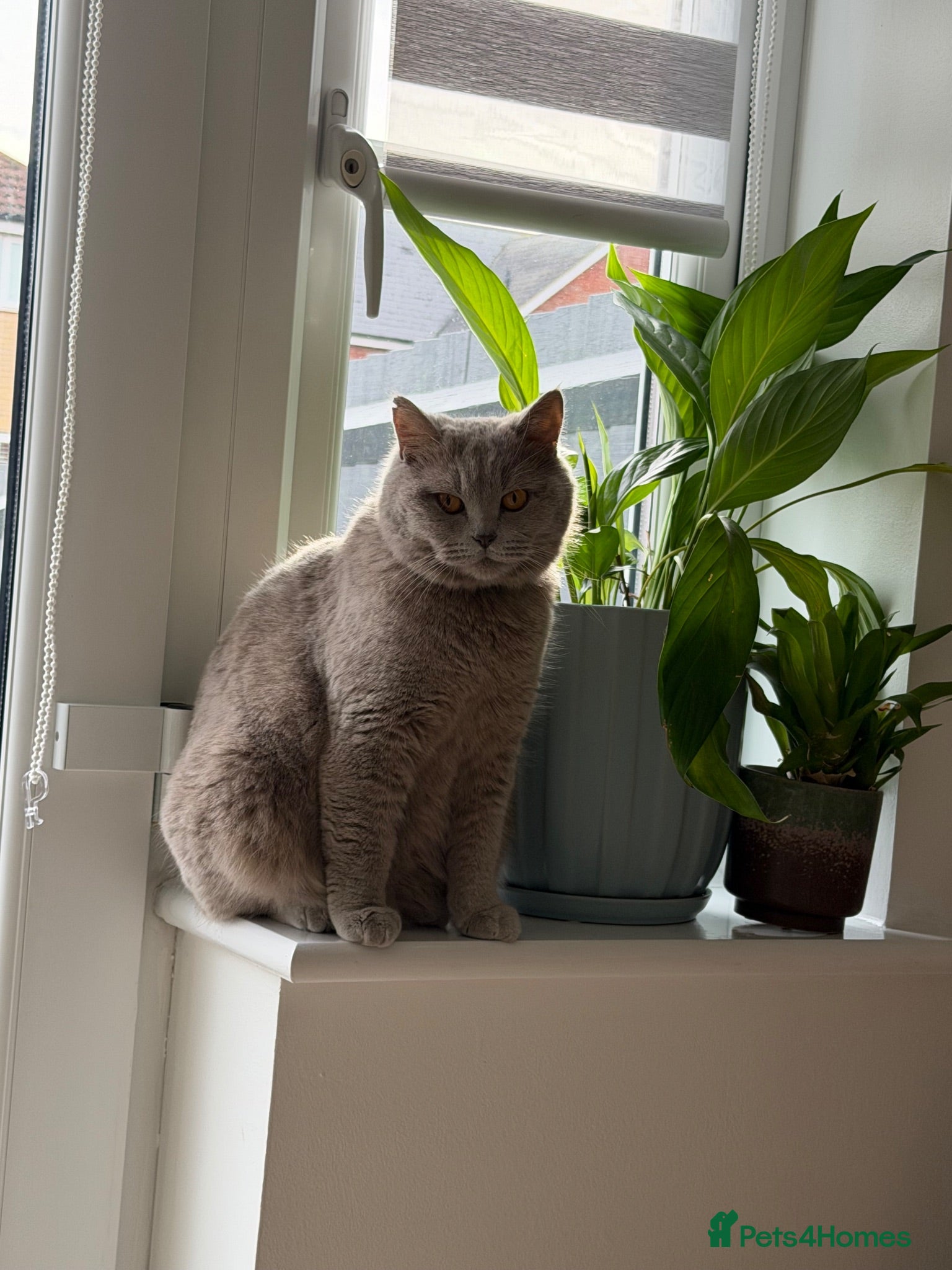 British Shorthair cats Kittens  - Advert 1