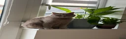 British Shorthair cats for sale: Kittens  - Advert 1
