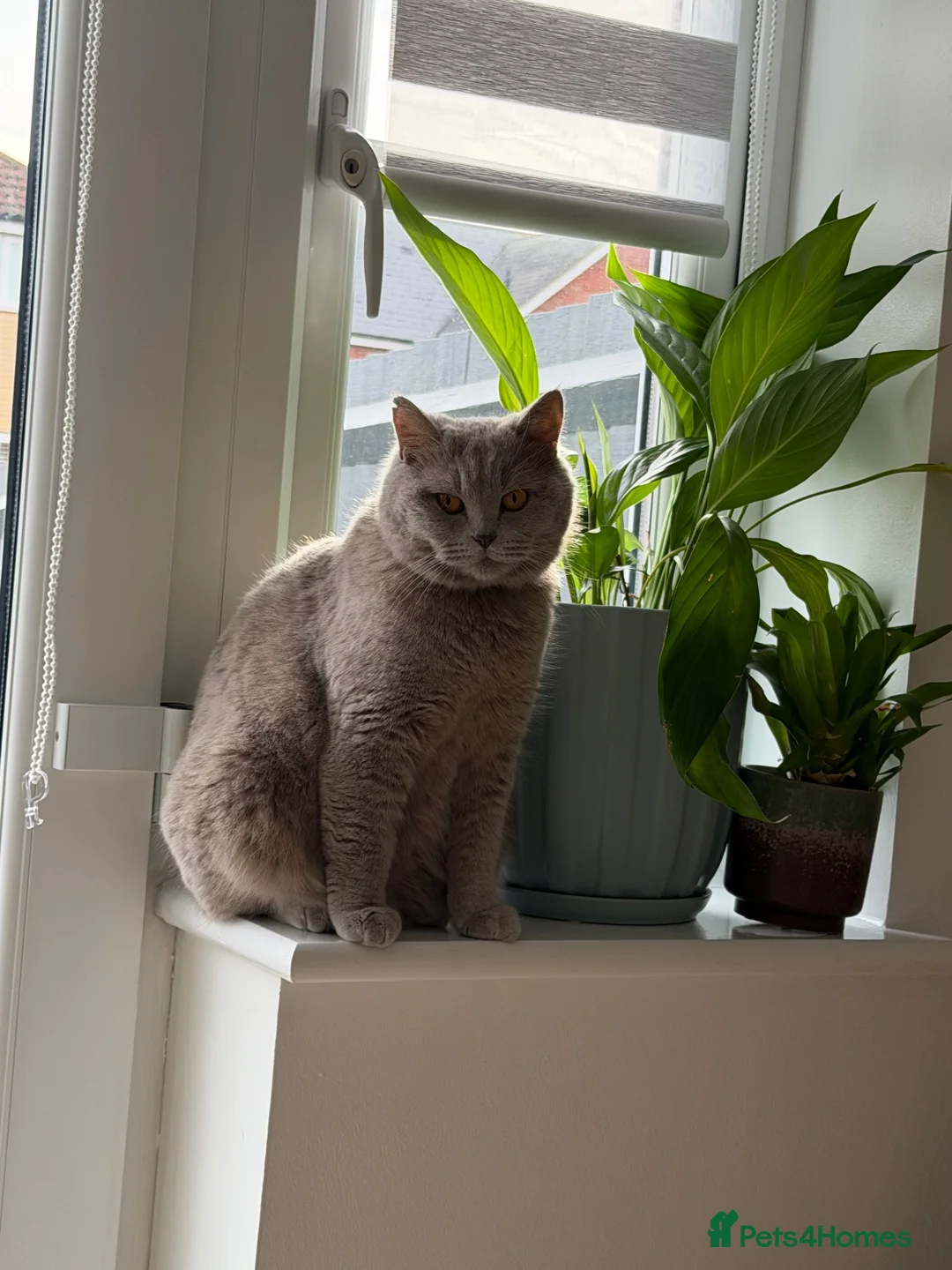 British Shorthair cats for sale: Kittens  - Advert 1